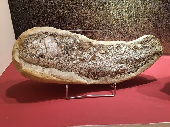 Muzeum Mineralogii i Paleontologii Stamatiadis